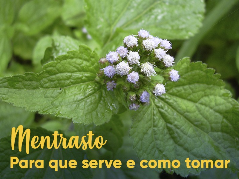 Mentrasto: para que serve e como tomar